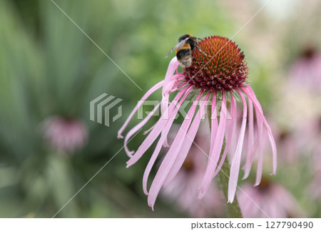 Bumblebee visit flowers for both nectar and pollen of Echinacea pallida. Bumblebee visit flowers for both nectar and pollen of Echinacea pallida. 127790490