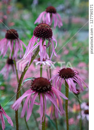 Pretty of Echinacea pallida, also known as Pale purple coneflower. Pretty of Echinacea pallida, also known as Pale purple coneflower. 127790571