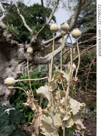 Papaver somniferum, commonly known as the opium poppy or breadseed poppy. Papaver somniferum, commonly known as the opium poppy or breadseed poppy. 127790572