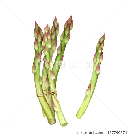 Asparagus. Eco food illustration isolated on white background. Asparagus. Eco food illustration isolated on white background. 127790874