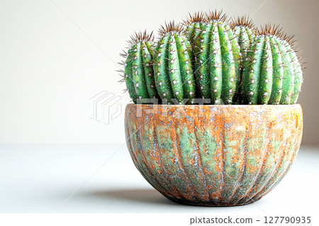 Perfect for a variety of buyers. Potted cactus with spines on a white background. Perfect for a variety of buyers. Potted cactus with spines on a white background. 127790935