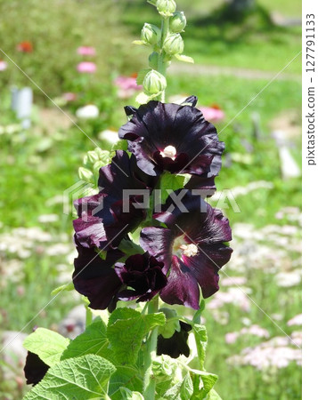 黑錦葵(蜀葵的黑紫色花品種) 黑錦葵(蜀葵的黑紫色花品種) 127791133