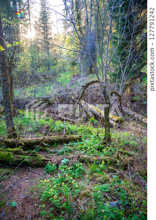 Forest next to Tretya Rechka river or The third river flowing near Artybash town. Forest landscape in Altai region Russia 127791242