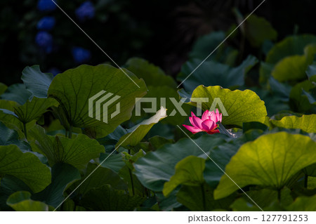 Scenery of lotus flowers bathed in the morning sun Scenery of lotus flowers bathed in the morning sun 127791253