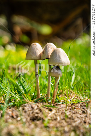 Wild mushrooms or toadstools growing in the grass on a sunny spring day 127791277