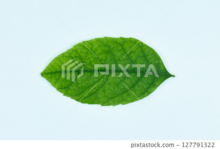 Fresh green leaf showcasing its detailed vein structure and color. High quality photo Fresh green leaf showcasing its detailed vein structure and color. High quality photo 127791322