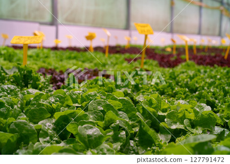 Lettuce leaves grows using mineral fertilizers in hydroponic greenhouse. Harvest Lettuce leaves grows using mineral fertilizers in hydroponic greenhouse. Harvest 127791472