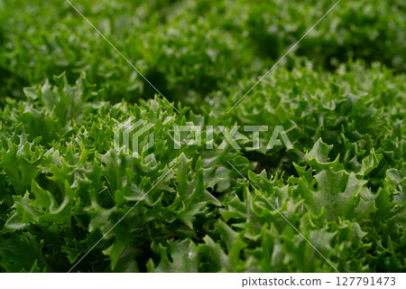 Growing eco plants lettuce salad, batavia plantation in hydroponic conditions. Growing eco plants lettuce salad, batavia plantation in hydroponic conditions. 127791473