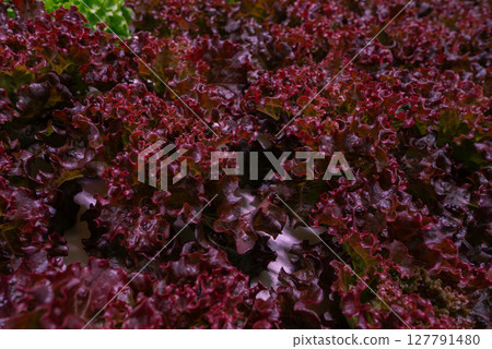 Red lettuce leaves grown, mineral solutions in modern hydroponic greenhouse lab Red lettuce leaves grown, mineral solutions in modern hydroponic greenhouse lab 127791480
