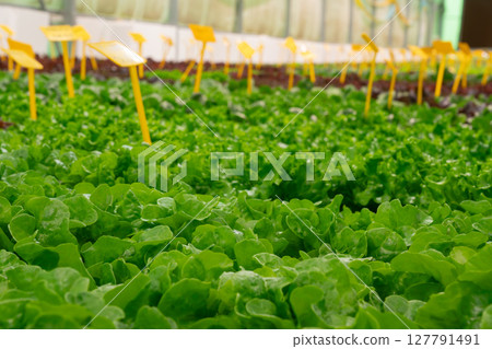 Smart hydroponic farm grows crisp lettuce without soil, pesticides. Greenhouse. 127791491