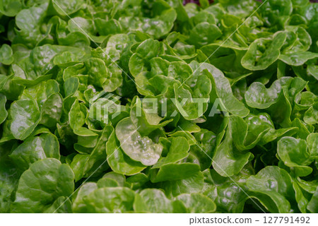 Organic spinach leaves growing in hydroponic greenhouse. Fresh, sustainable farm 127791492