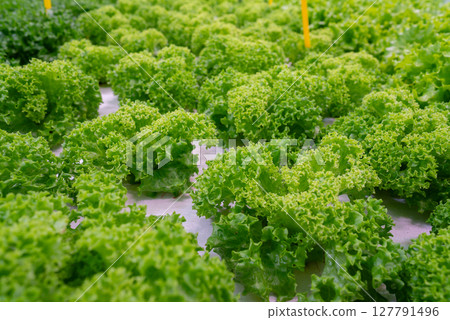 Smart hydroponic farm grows crisp lettuce without soil, pesticides. Greenhouse. 127791496