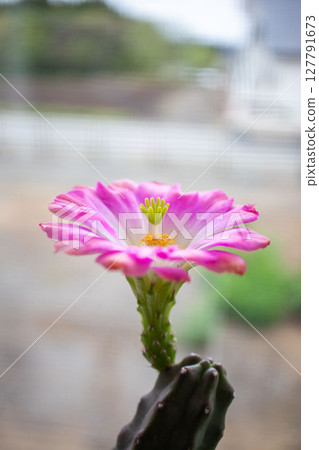 仙人掌花 127791673