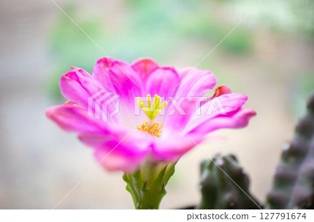 仙人掌花 127791674