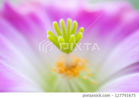 Cactus flower 127791675