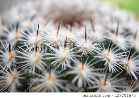 Cactus spines Cactus spines 127791676