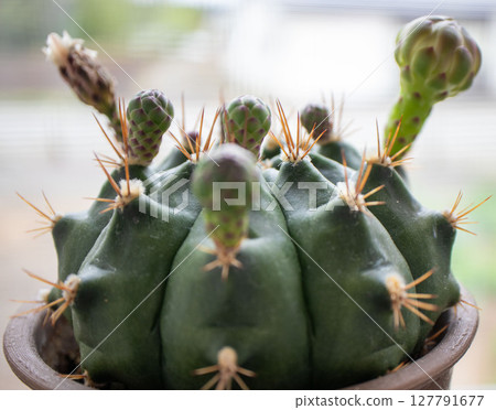Cactus buds Cactus buds 127791677
