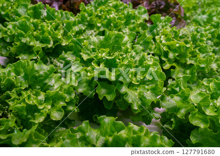 Lettuce leaves grows using mineral fertilizers in hydroponic greenhouse. Harvest Lettuce leaves grows using mineral fertilizers in hydroponic greenhouse. Harvest 127791680