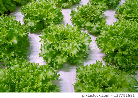 Growing eco plants lettuce salad, batavia plantation in hydroponic conditions. Growing eco plants lettuce salad, batavia plantation in hydroponic conditions. 127791681