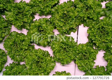 Smart hydroponic farm grows crisp lettuce without soil, pesticides. Greenhouse. 127791726