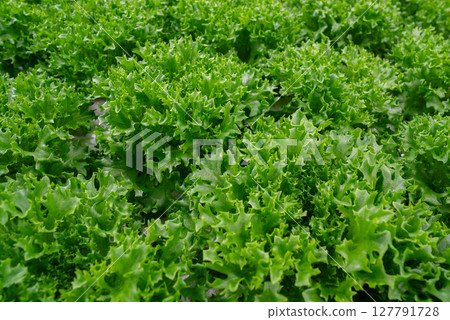 Growing eco plants lettuce salad, batavia plantation in hydroponic conditions. Growing eco plants lettuce salad, batavia plantation in hydroponic conditions. 127791728