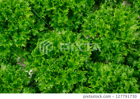 Growing eco plants lettuce salad, batavia plantation in hydroponic conditions. 127791730