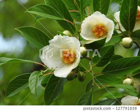 夏季玫瑰在六月盛開 夏季玫瑰在六月盛開 127791839