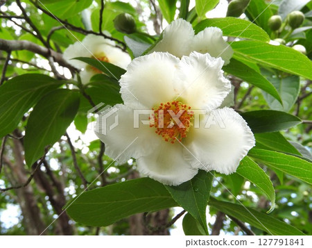 Summer Rose Blooming in June 127791841