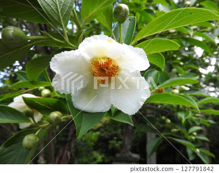 Summer Rose Blooming in June 127791842