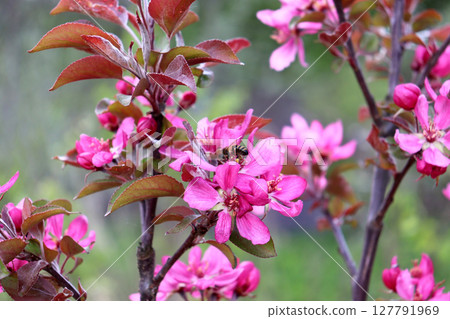 A bee pollinates pink flowers of the Kitayka apple tree 127791969