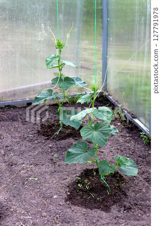 Young tied cucumber plants in a greenhouse 127791978