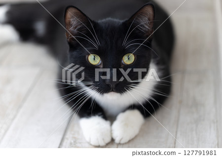 Portrait of a black and white cat with a curious gaze on a blurred grey background 127791981