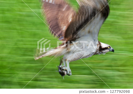 Osprey rushing to carry its prey Osprey rushing to carry its prey 127792098