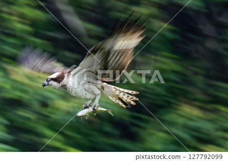 一隻魚鷹向上飛的搖攝鏡頭 一隻魚鷹向上飛的搖攝鏡頭 127792099