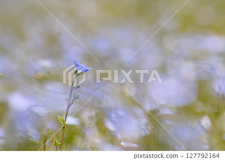 Nemophila藍色花 127792164