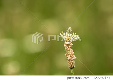 Cute Plantain 127792165