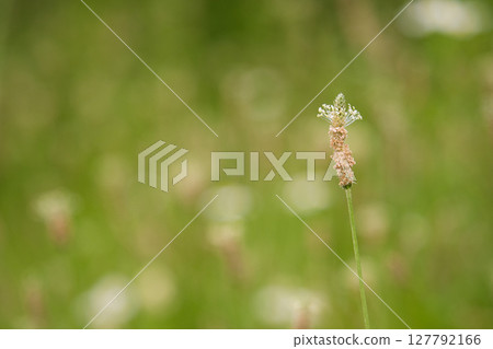 小花芭蕉 小花芭蕉 127792166