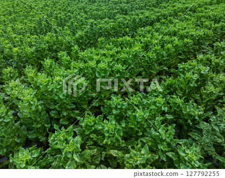 Green stem lettuce crops in garden 127792255