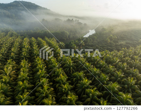 Aerial view of coconut trees field in the sunrise 127792266