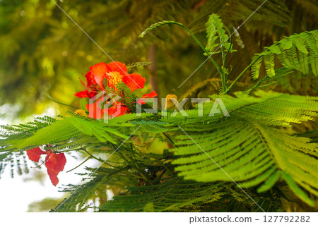 Urban trees and shrubs, random shots of greenery 127792282