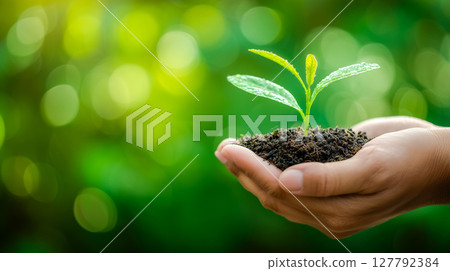 Symbol of new life, hands holding green plant in soil, nature conservation concept 127792384