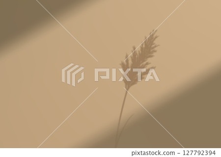 Botanical grass silhouette in sunlight on soft beige background Botanical grass silhouette in sunlight on soft beige background 127792394