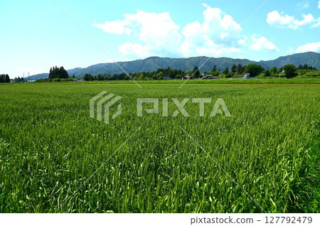 May's Wheat Mochi Princess May's Wheat Mochi Princess 127792479