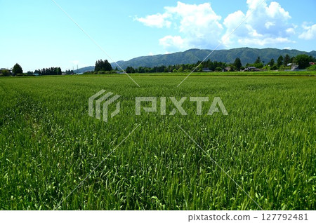 May's Wheat Mochi Princess May's Wheat Mochi Princess 127792481