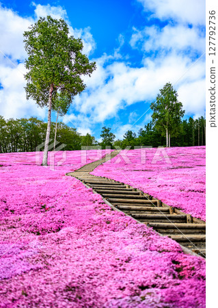 A flowering road, a walk leading to the sky 127792736