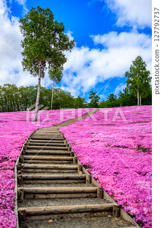 A spring hill covered in moss pinks 127792737