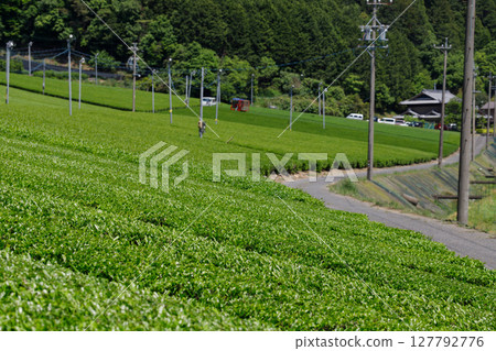Evenly-spaced tea fields on the mountain slopes after tea farmers have finished picking the tea. 127792776