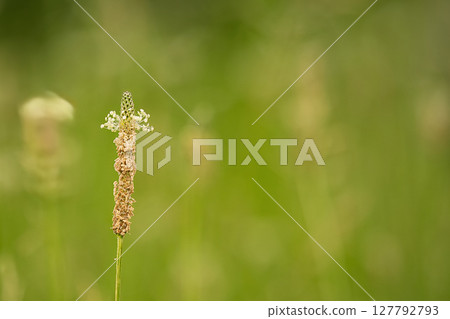 Small flower plantain 127792793