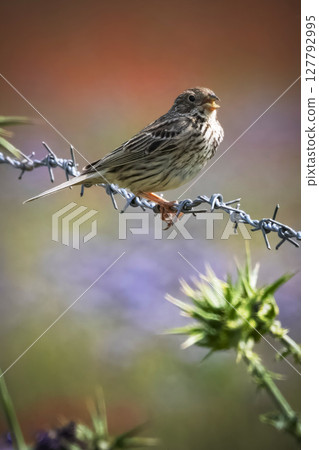 Corn Bunting perched on barbed wire against backdrop of red poppy field 127792995