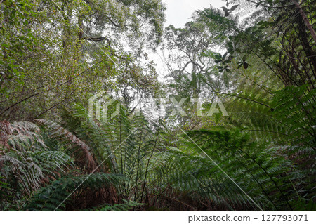Hiking trail in forest along Cumberland River to Kalimna Falls, Great Ocean Road, Australia Hiking trail in forest along Cumberland River to Kalimna Falls, Great Ocean Road, Australia 127793071